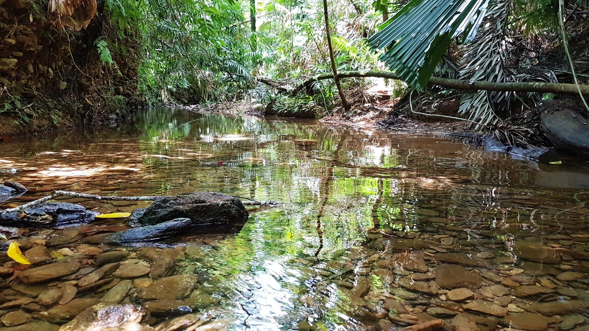 19 Thornton Peak Drive, Daintree QLD 4873, Image 0