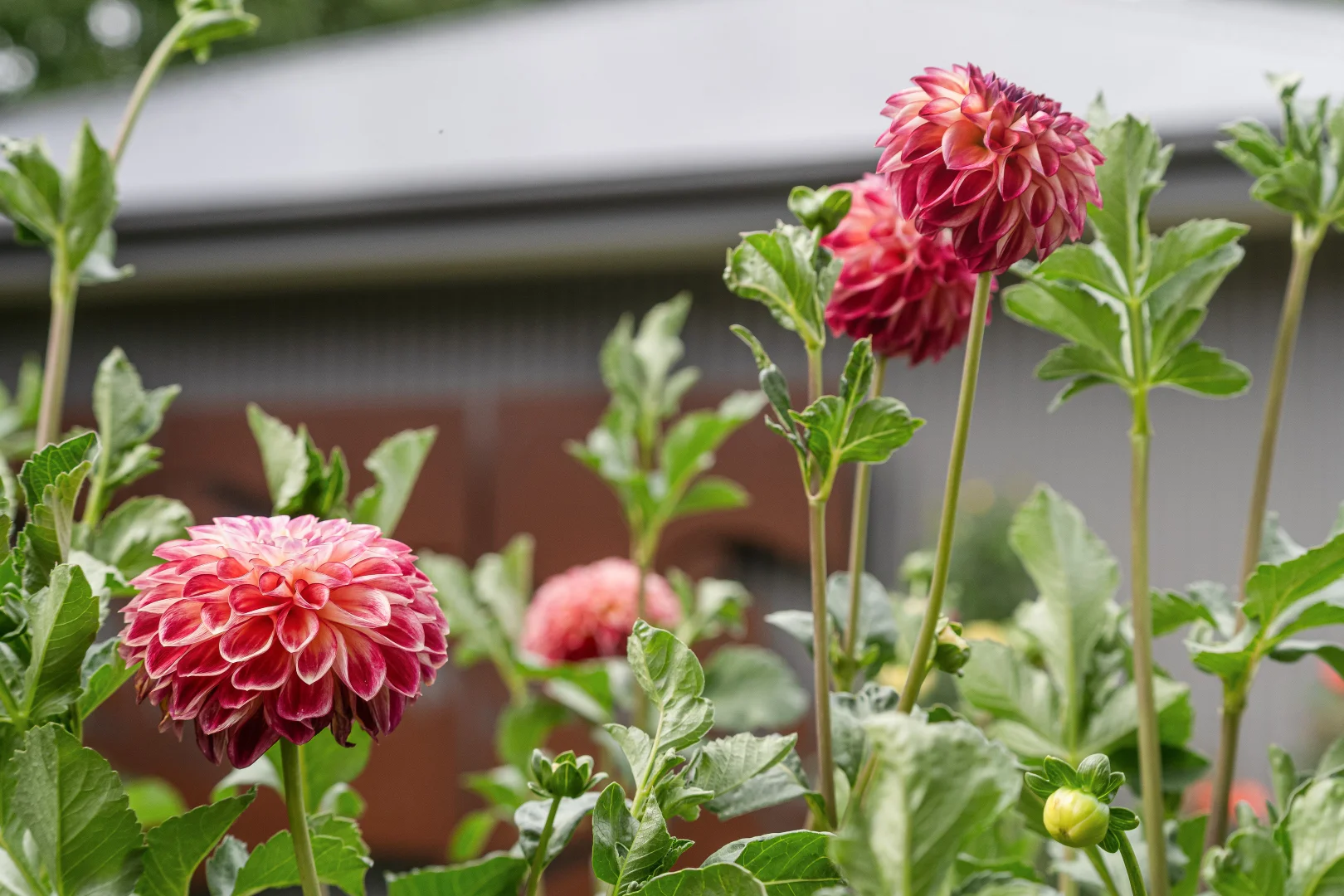 Additional image 41 of 258A Kiewa Valley Highway, Tawonga South VIC 3698