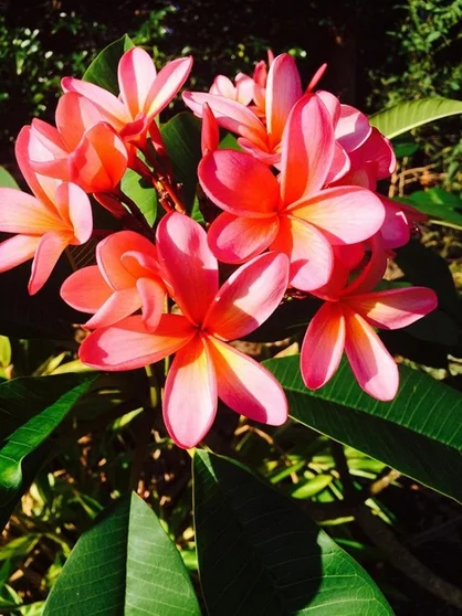 Additional image 13 of 85 Coondooroopa Drive, Macleay Island QLD 4184