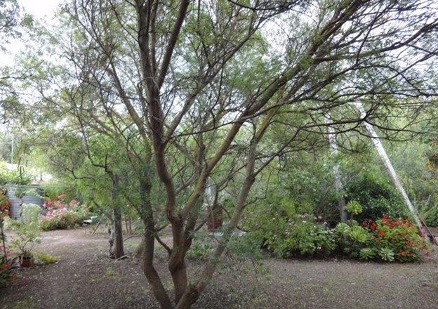 Lot 517 Lindsay Park Road, MOCULTA SA 5353, Image 1