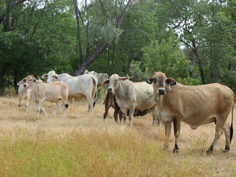 Image 34