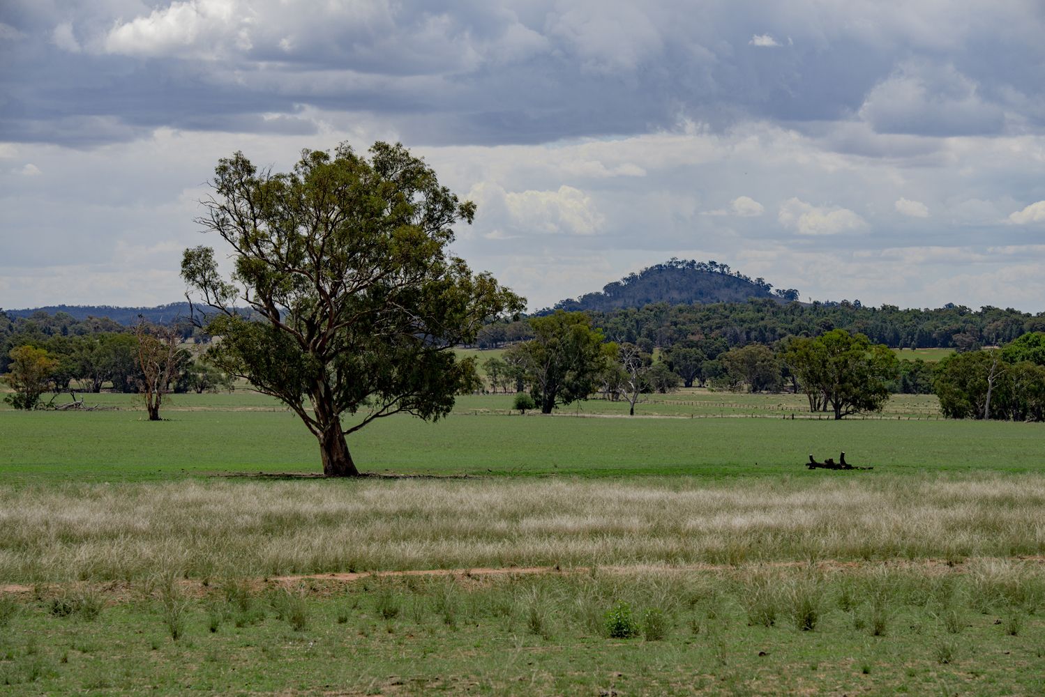 ' CARLTON', Coonabarabran NSW 2357, Image 0