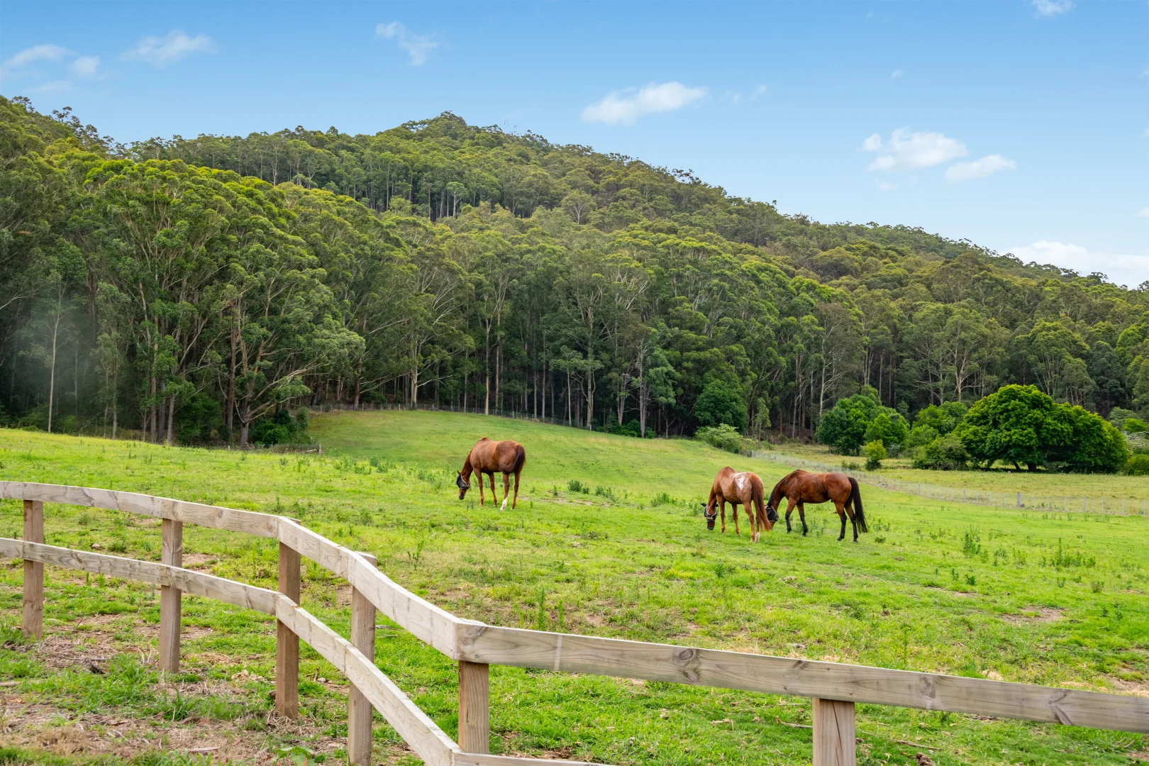 Additional image 39 of 532 Jilliby Road, Jilliby NSW 2259