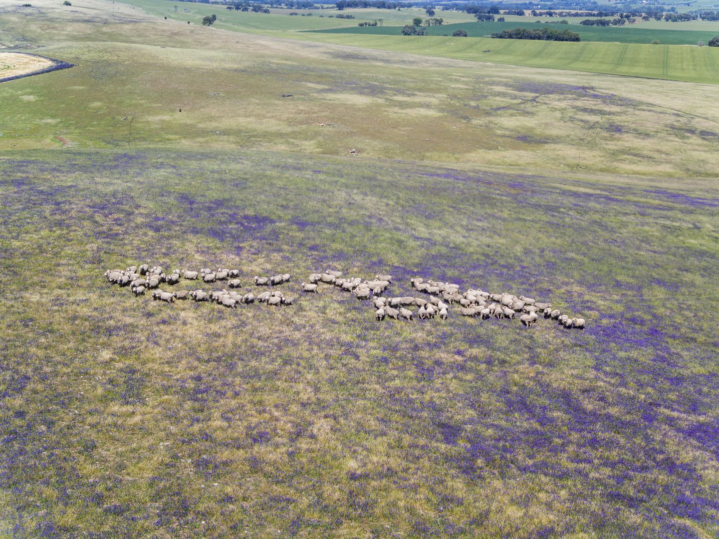 'Horse Paddock', Betterson Road, Hill River SA 5453, Image 1