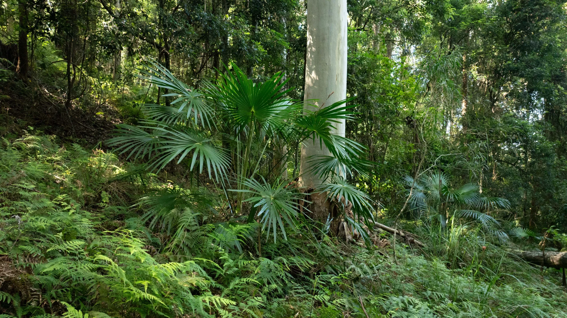 Additional image 19 of 111 Clyde Road, Holgate NSW 2250