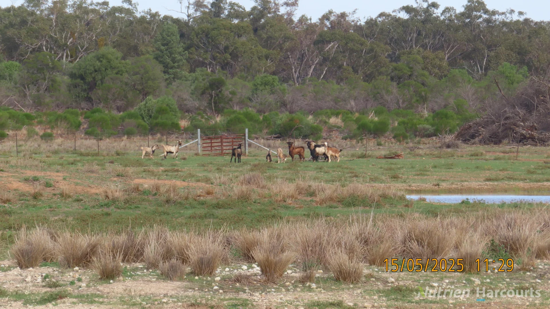 Additional image 25 of * CABLE DOWNS, Cobar NSW 2835