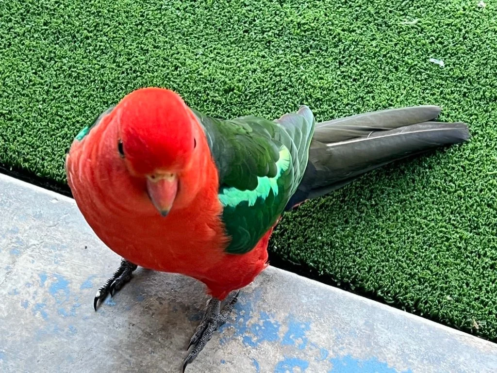 Additional image 17 of 41 Nagle Way, Kinglake West VIC 3757