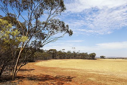 386 Morrison Road, Mukinbudin WA 6479, Image 0