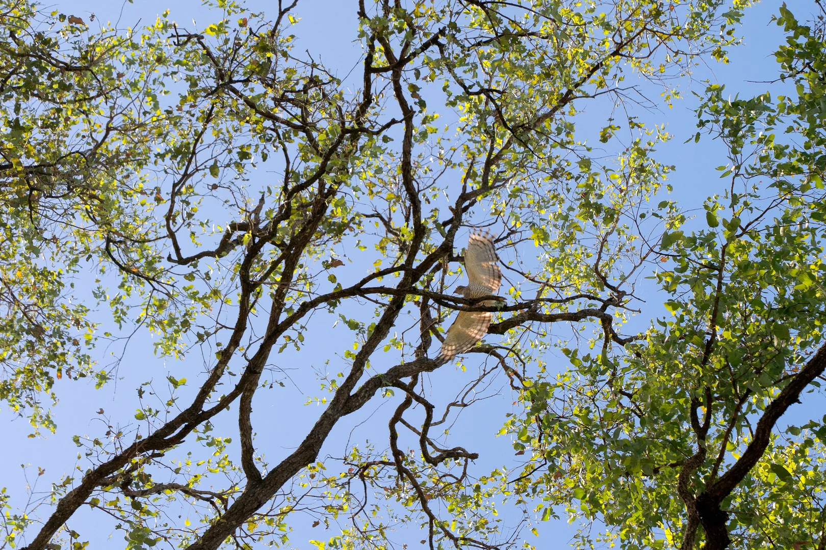 Additional image 11 of Lot 65 Cunningham Highway, Mutdapilly QLD 4307