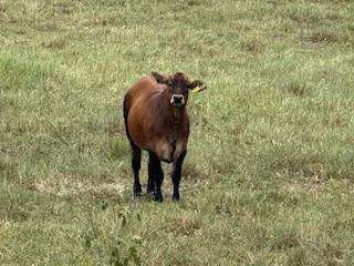 Image 12