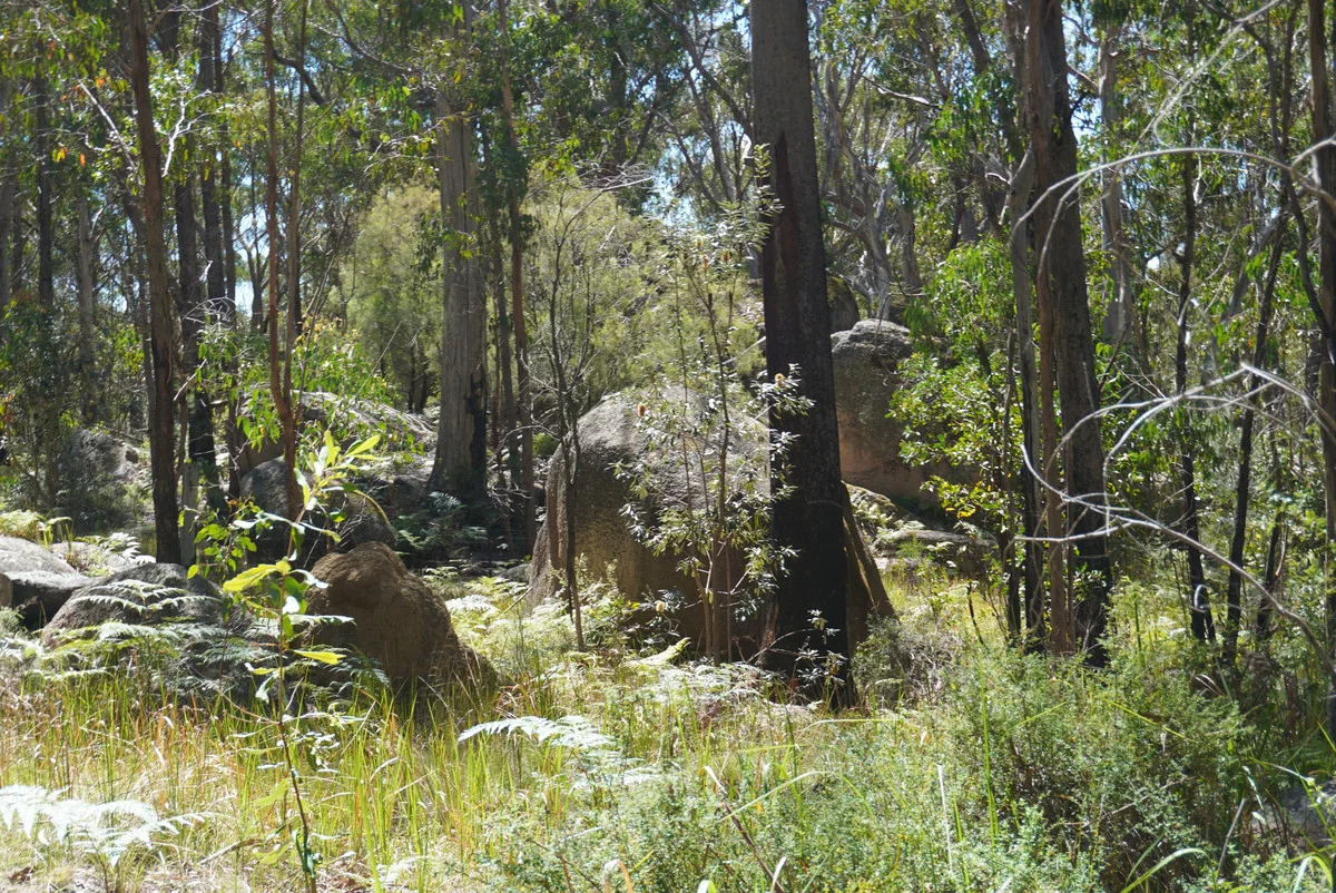 Additional image 32 of 1293 Mount Lindesay Road, Tenterfield NSW 2372