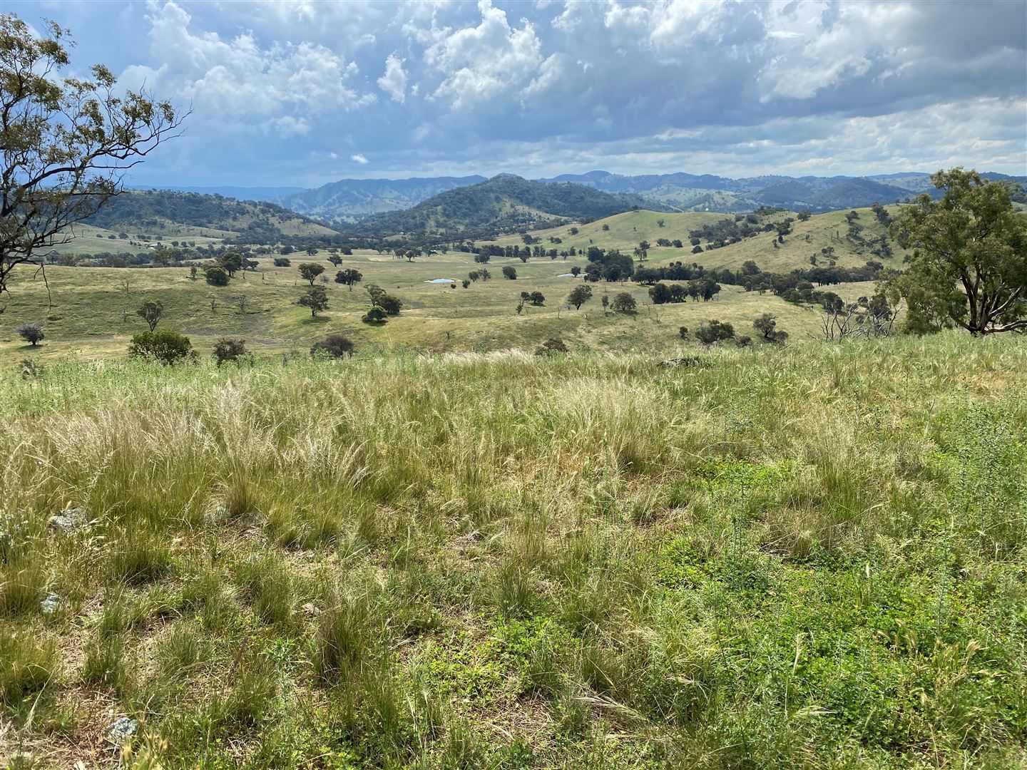 Lot 65 379 Windeyer Rd, Grattai, Mudgee NSW 2850, Image 0