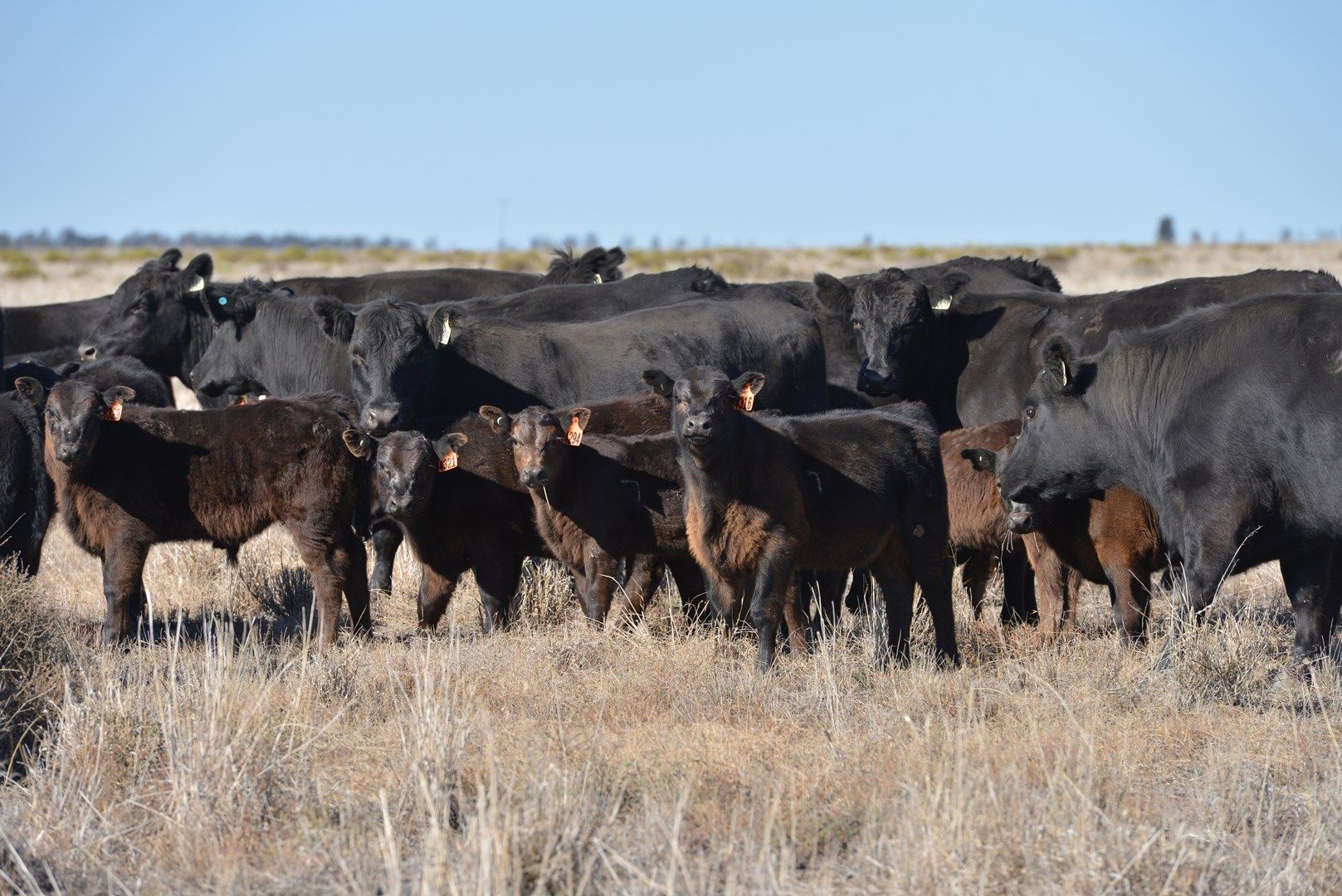 Coonamble NSW 2829, Image 0