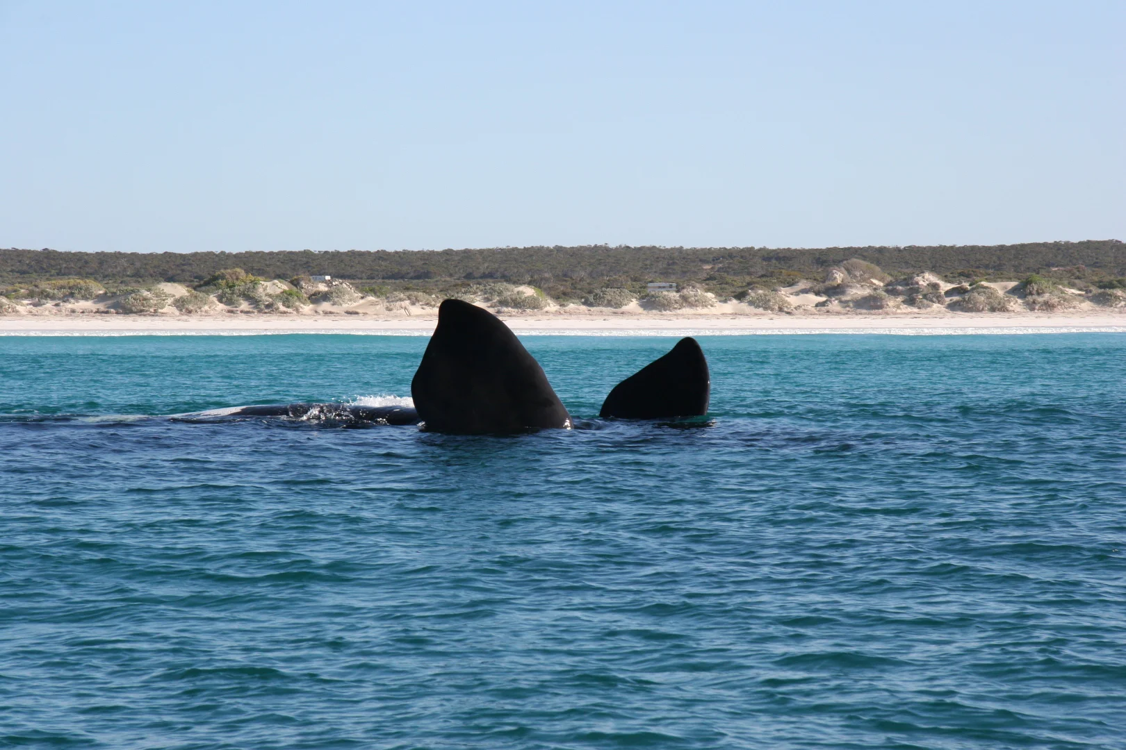 Additional image 19 of Lot 338 South Terrace, Fowlers Bay SA 5690