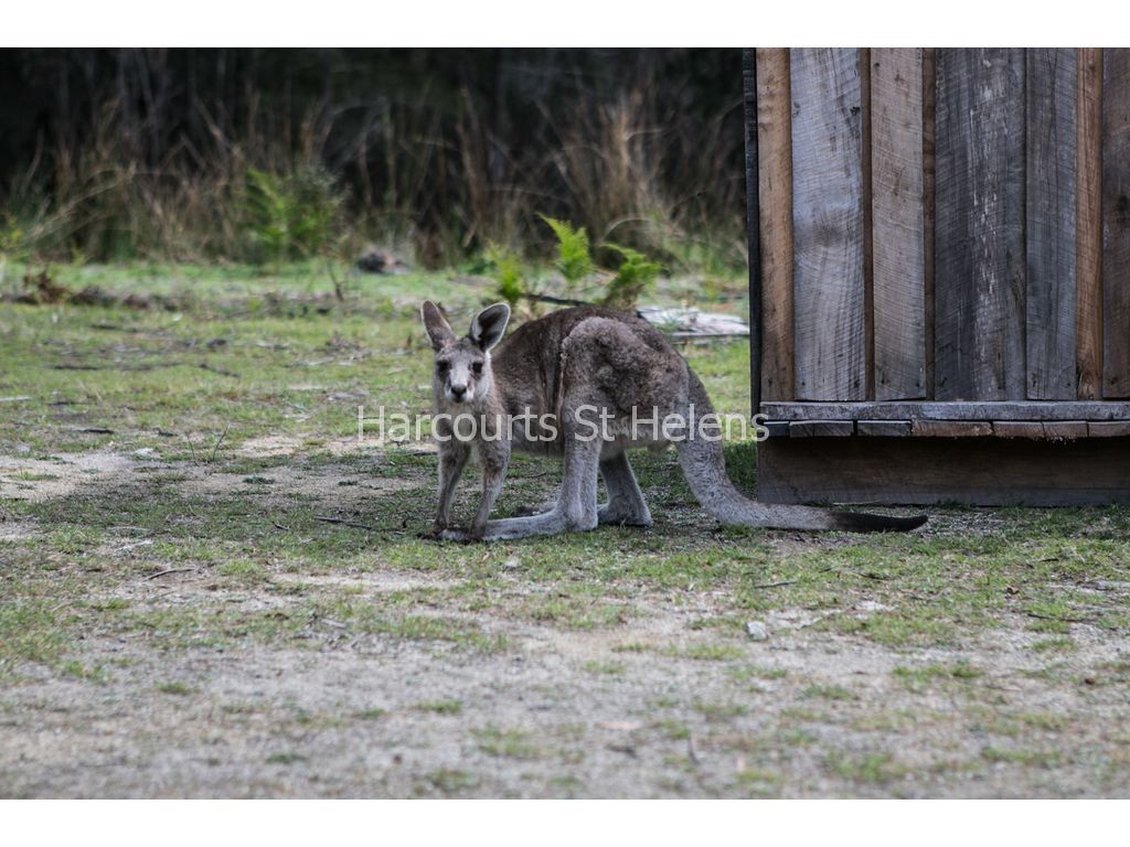 PID 2786975 Canhams Road, St Helens TAS 7216, Image 1