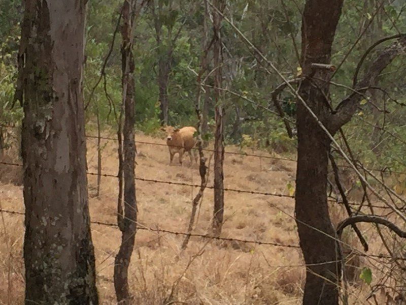 Lot 81 Peacock Creek Road, Bonalbo NSW 2469, Image 1