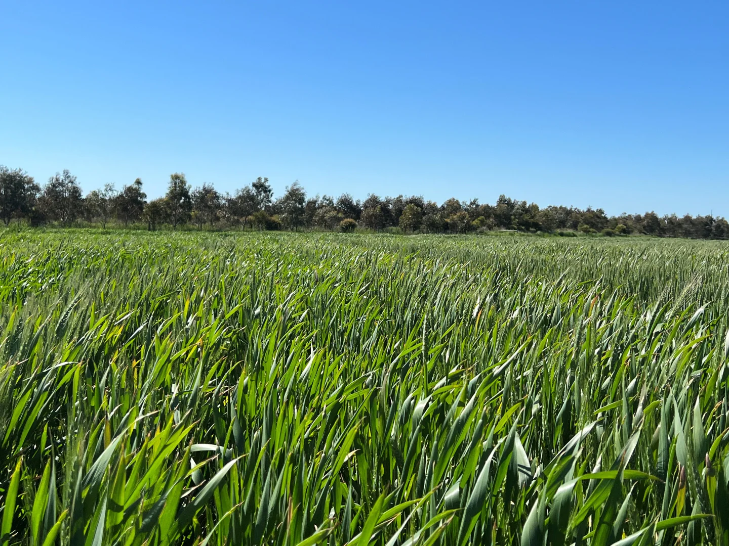 Additional image 9 of Woorndoo-Darlington Road, Woorndoo VIC 3272