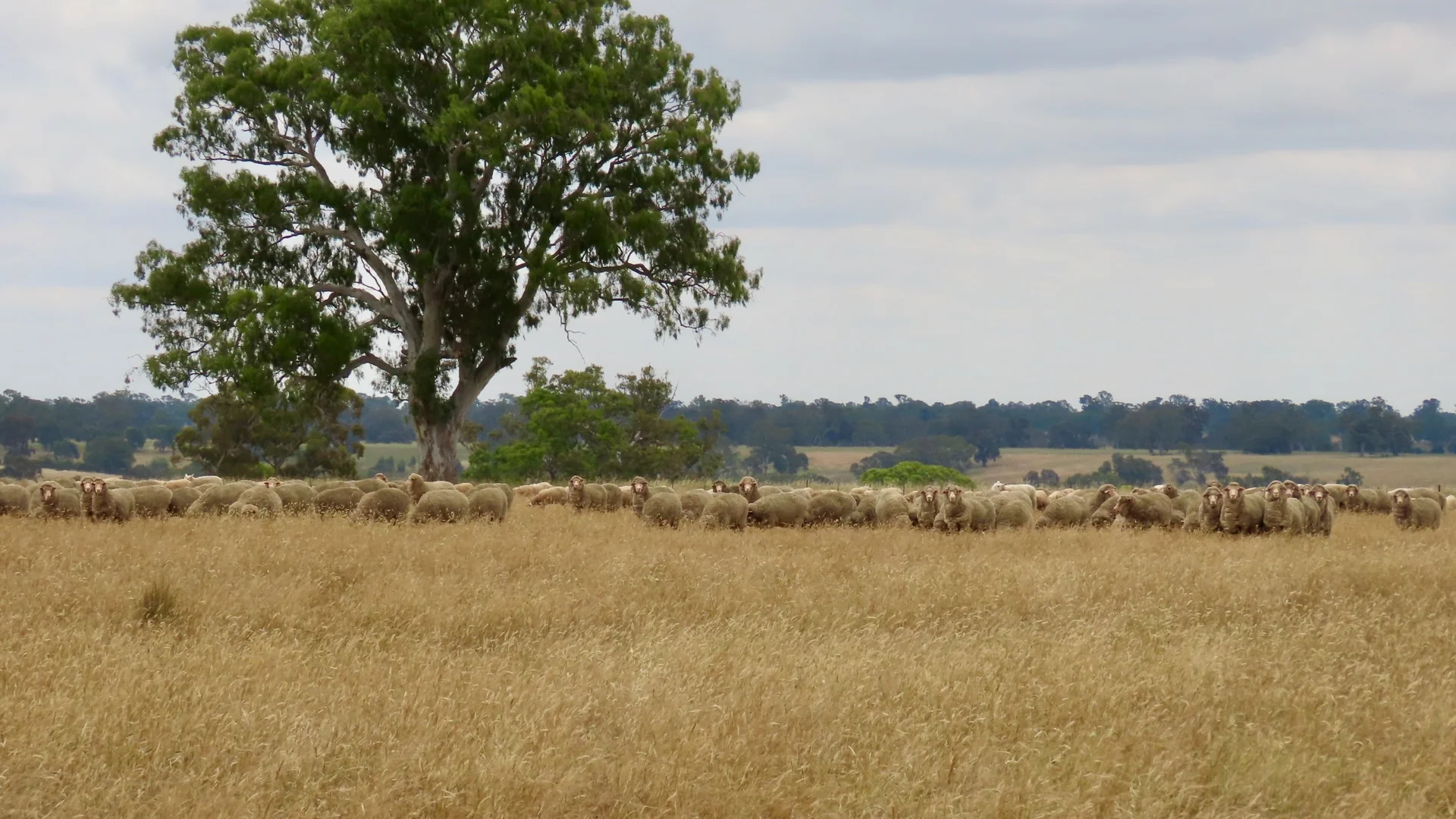 Additional image 20 of 596 Mostyn Lane, Balmoral VIC 3407