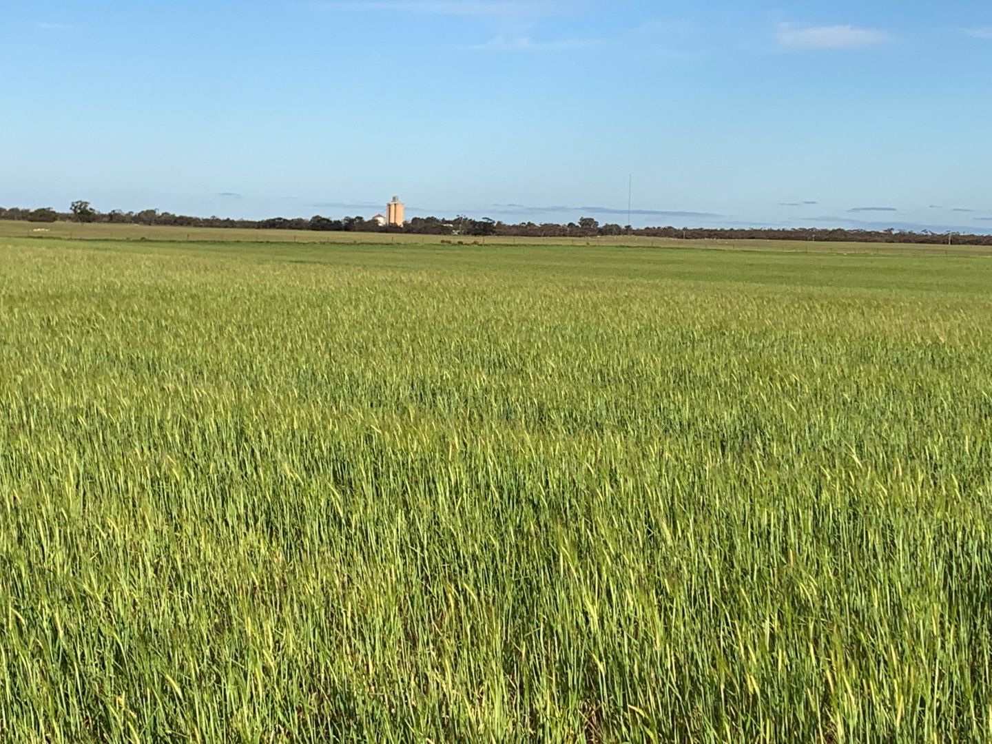 Cowangie VIC 3506 House for Sale Domain