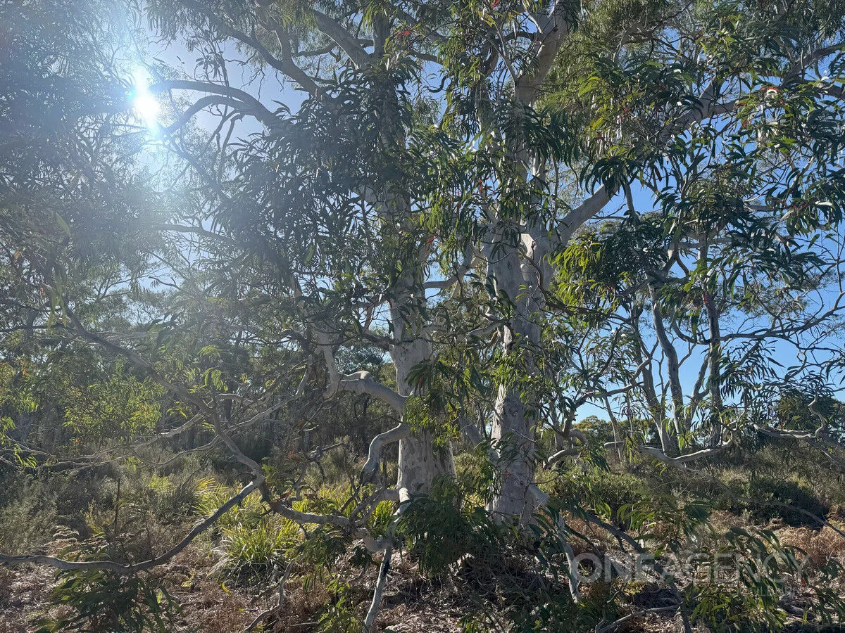 Image 8
