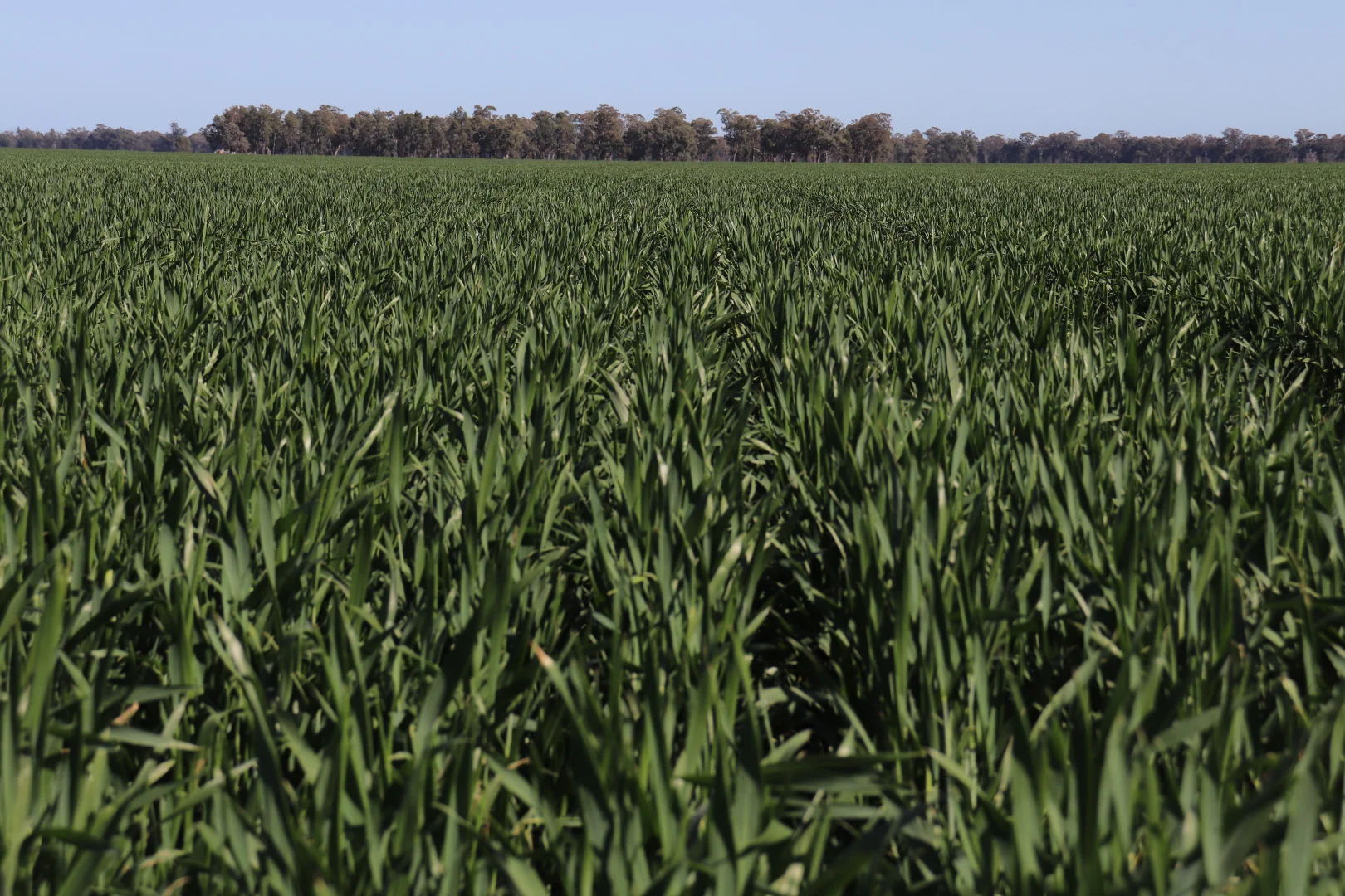 Image 14