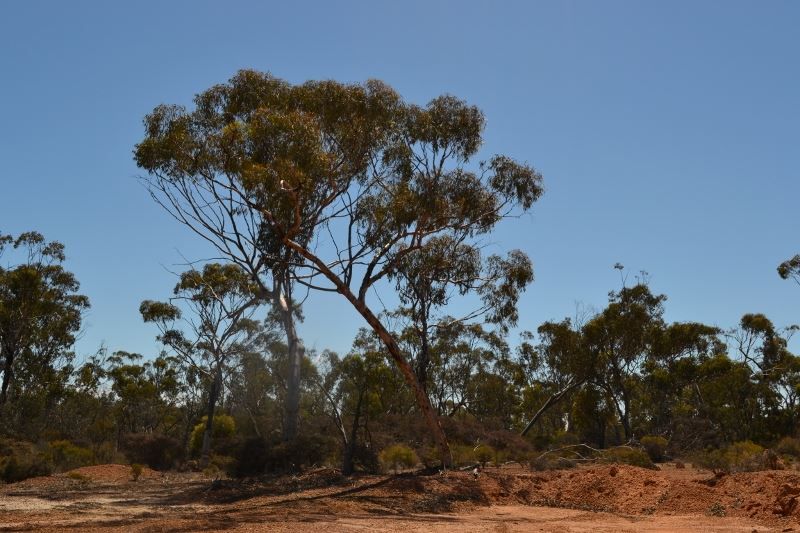 Baandee WA 6412, Image 2