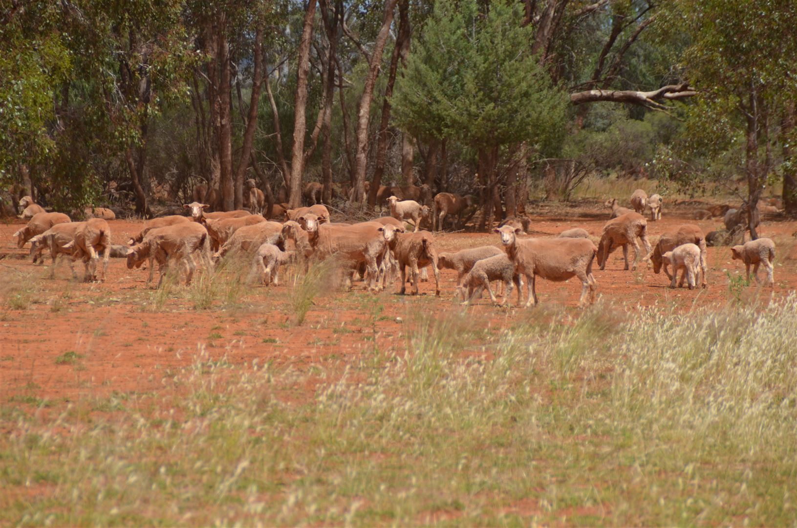 * Shuttleton, Nymagee NSW 2831, Image 1