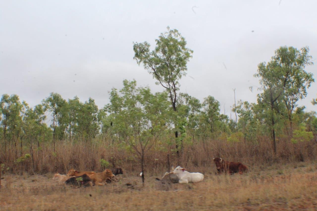 600 Milton Road, Batchelor NT 0845 House for Sale Domain