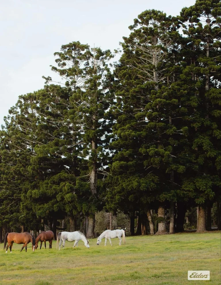 Additional image 24 of 691 Wisemans Ferry Road, Somersby NSW 2250