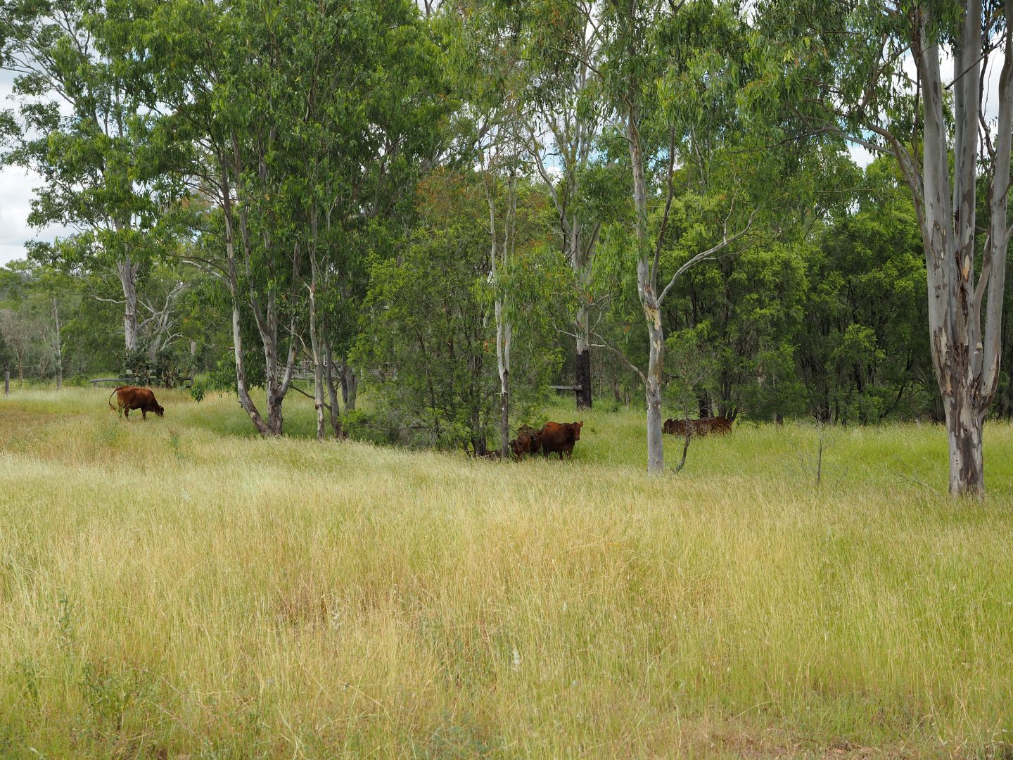 819 Oakey Creek Road, Marmor QLD 4702, Image 1