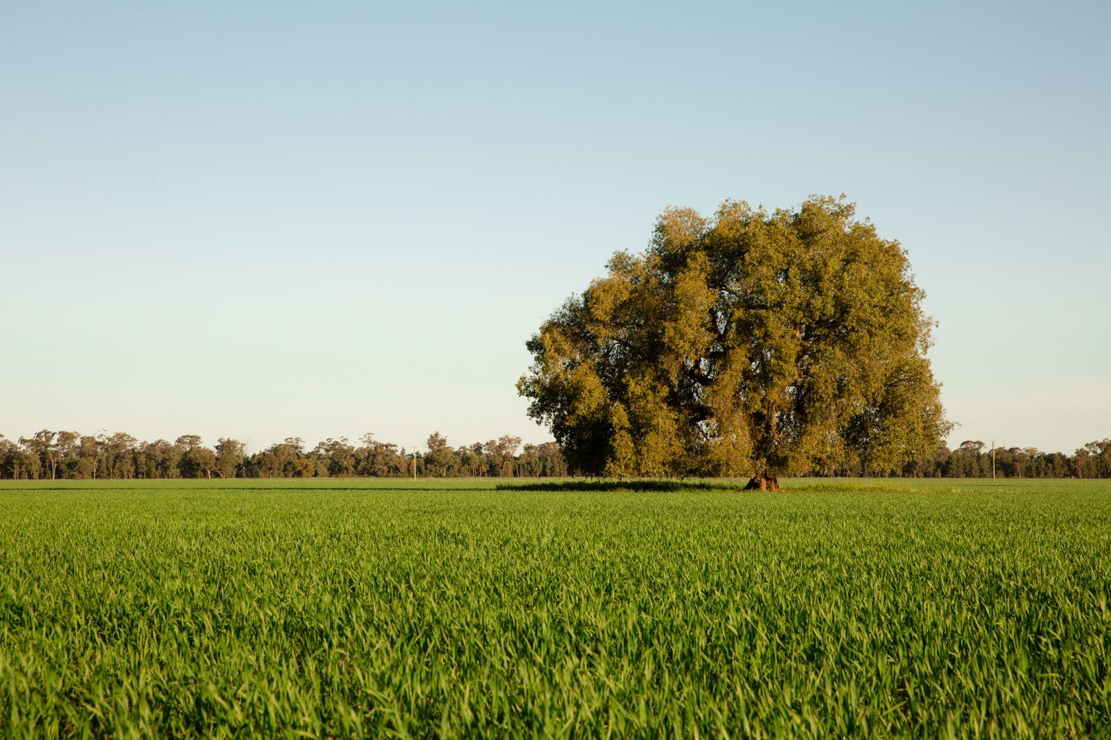 . "Lilydale", West Wyalong NSW 2671, Image 2