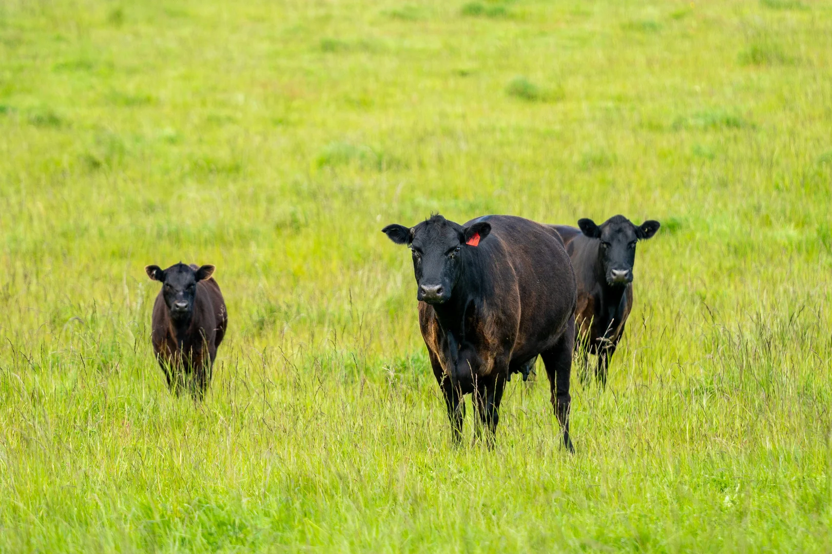 Additional image 18 of . Waterhouse Road, Boobyalla TAS 7264