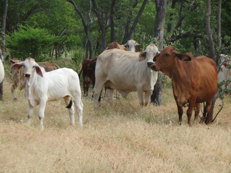 Van Lee Station, Mount Surprise QLD 4871, Image 1