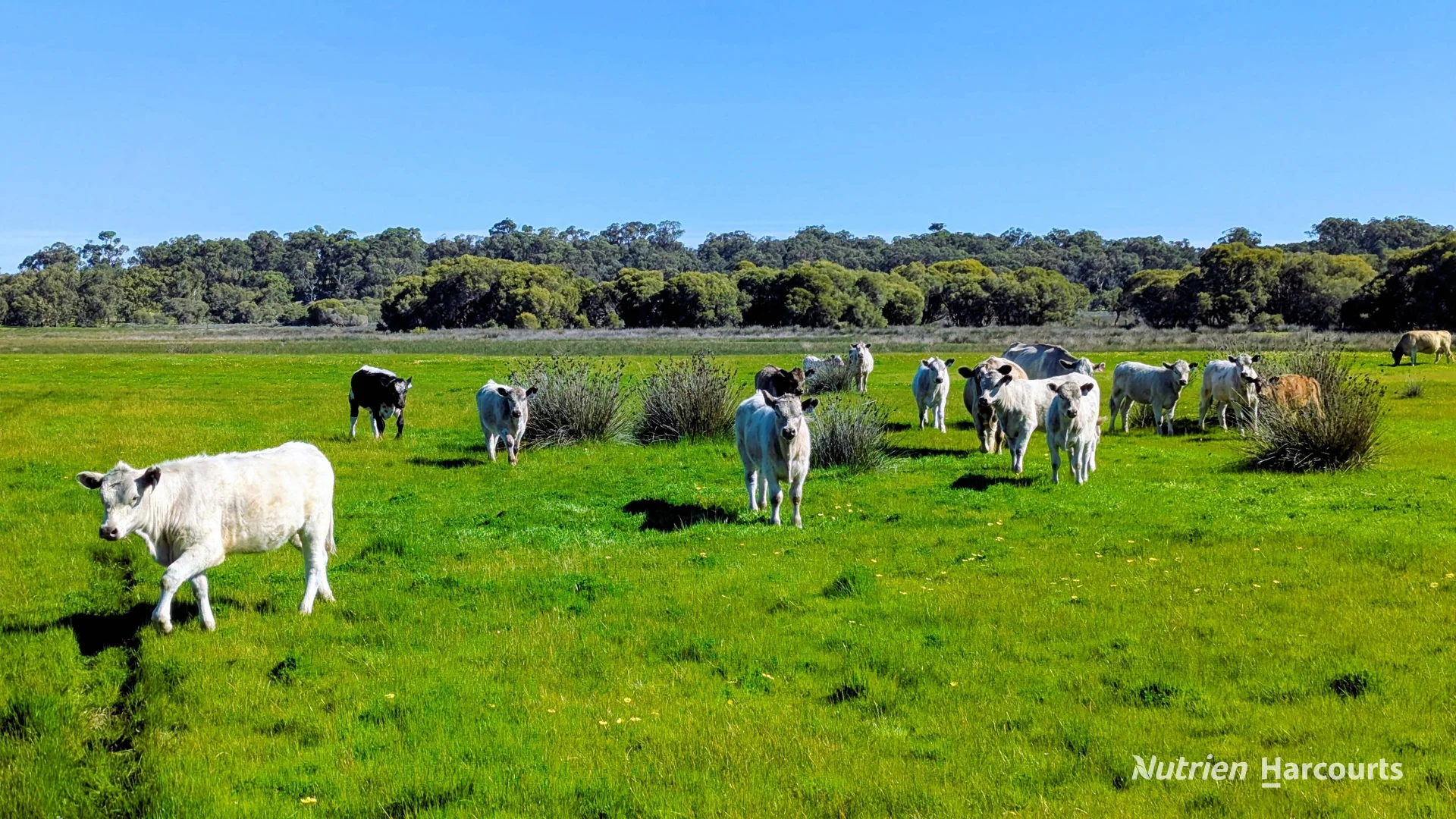 Additional image 16 of Lot 52 & 53 Cowalla Road, Cowalla, Gingin WA 6503