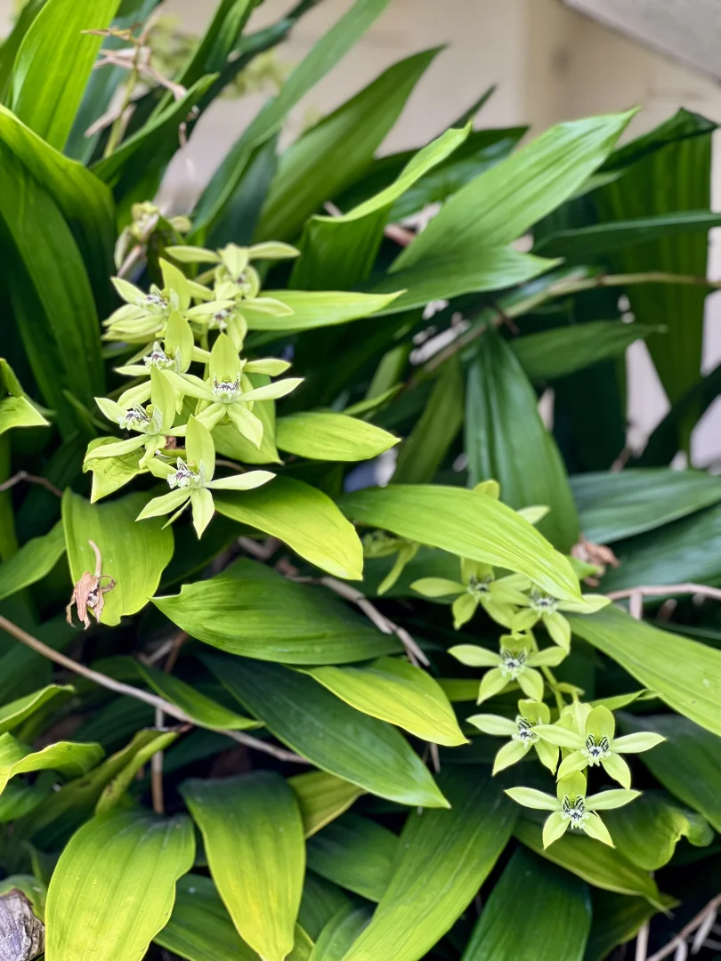 Additional image 26 of 7 Black Street, Tully QLD 4854