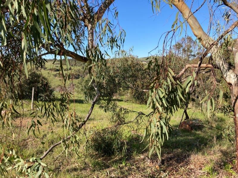 Lot 201 Stinky Creek Road, Tiatukia SA 5607, Image 2