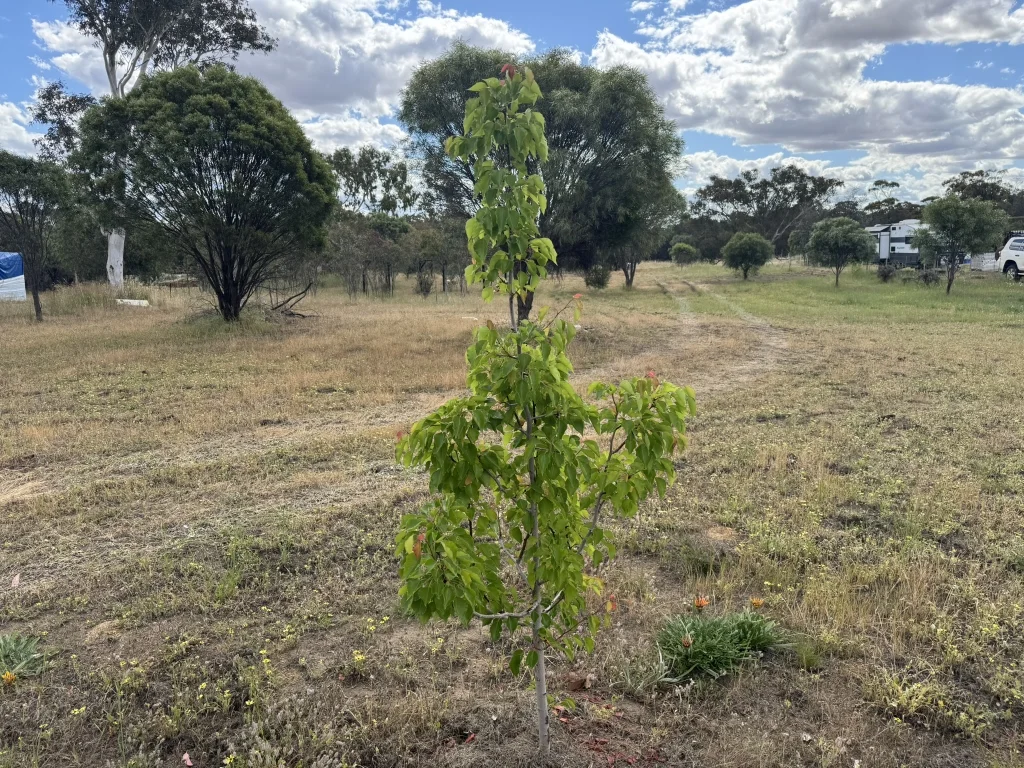 Image 12