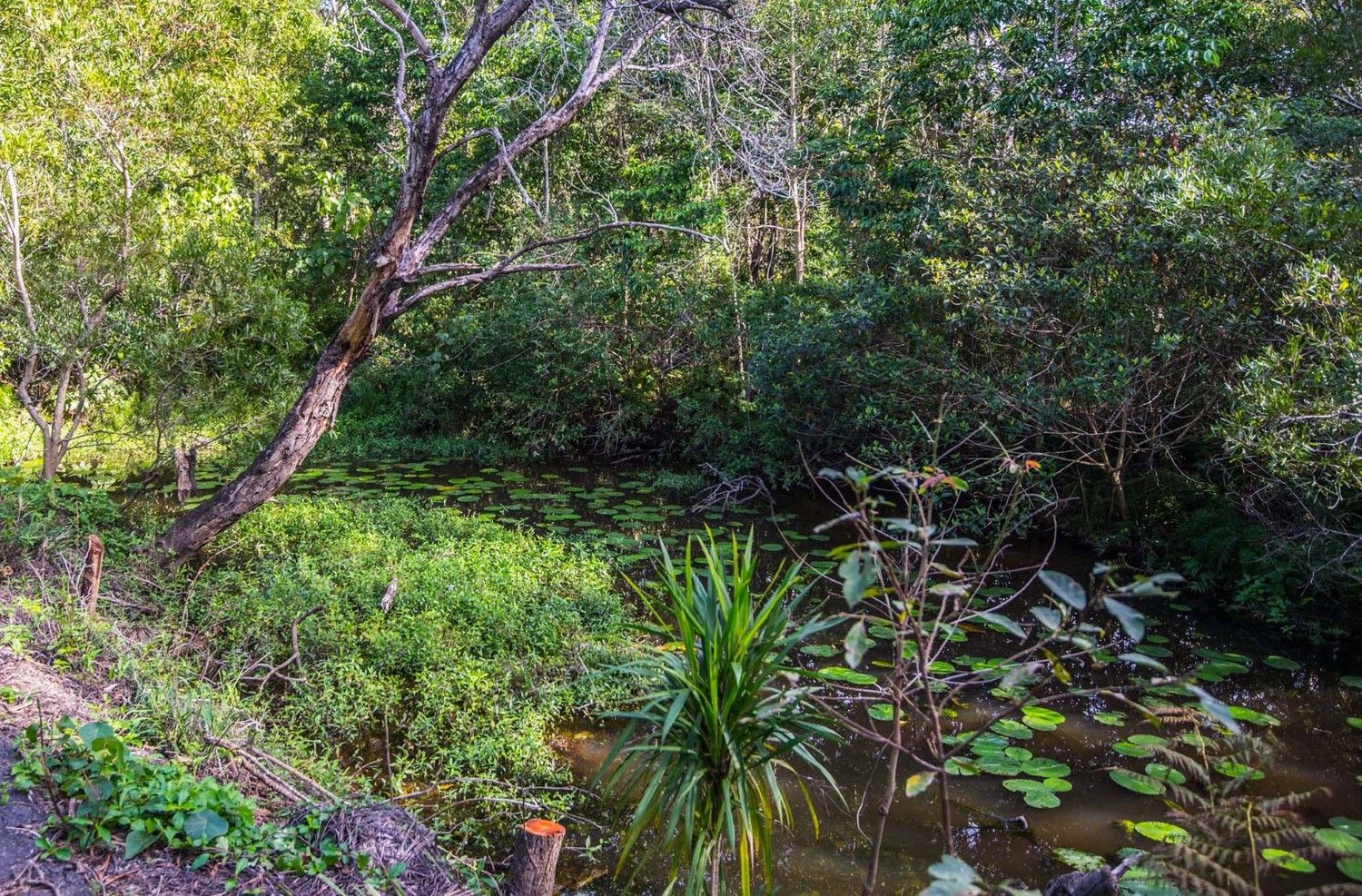 172 Left Bank Road, Mullumbimby Creek NSW 2482, Image 1