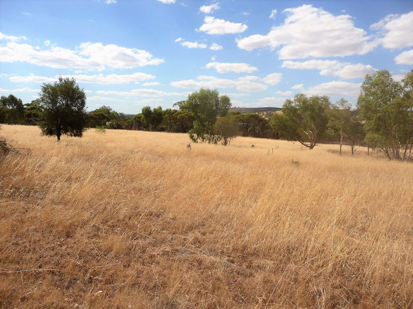 Lot 74 Top Beverley Road, Mount Hardey WA 6302, Image 2