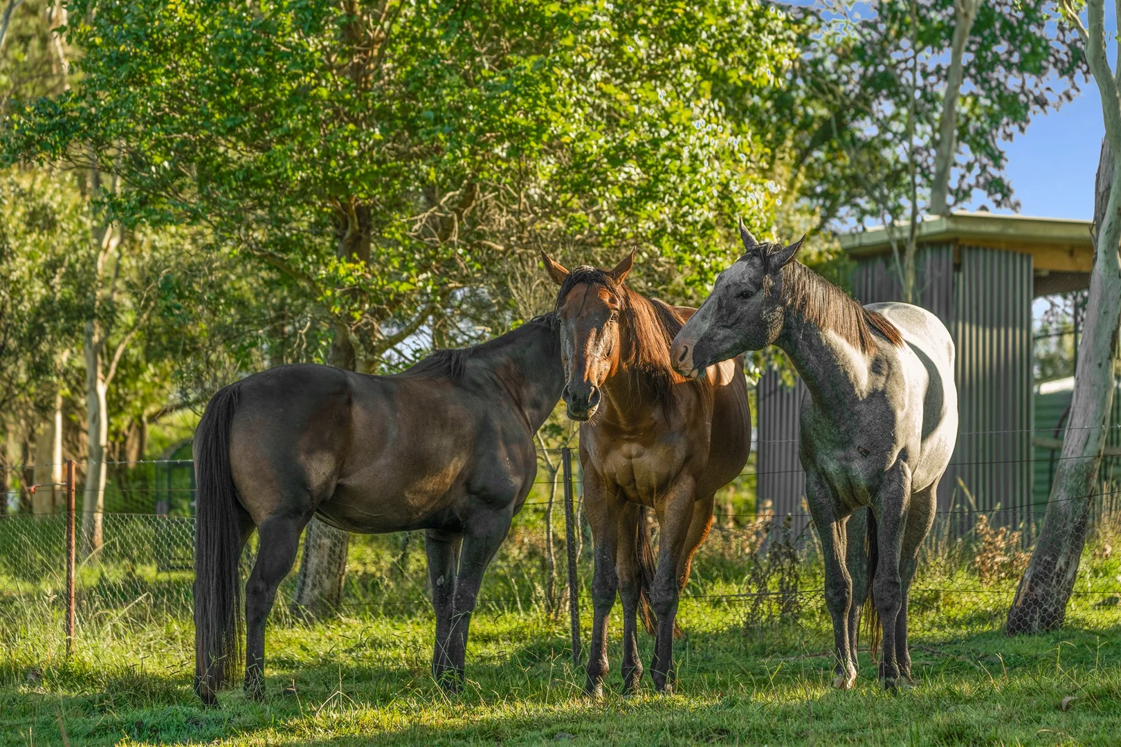 Additional image 35 of 8022 Illawarra Highway, Sutton Forest NSW 2577