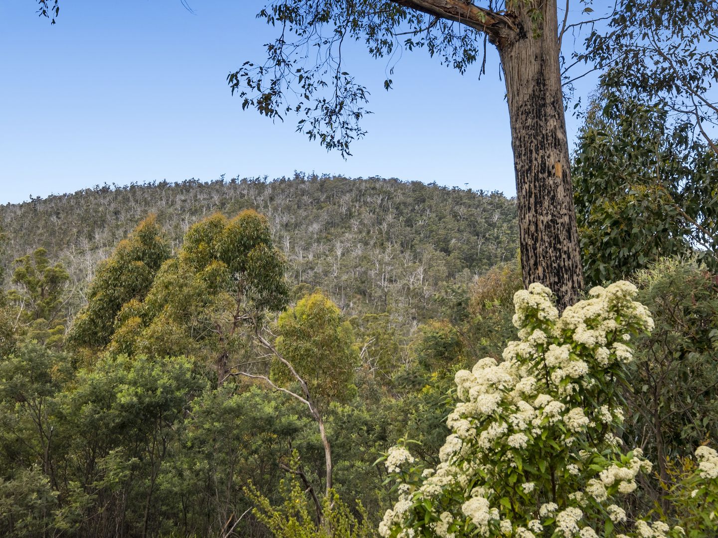 Lot 5 White Hill Road, Forcett TAS 7173, Image 2