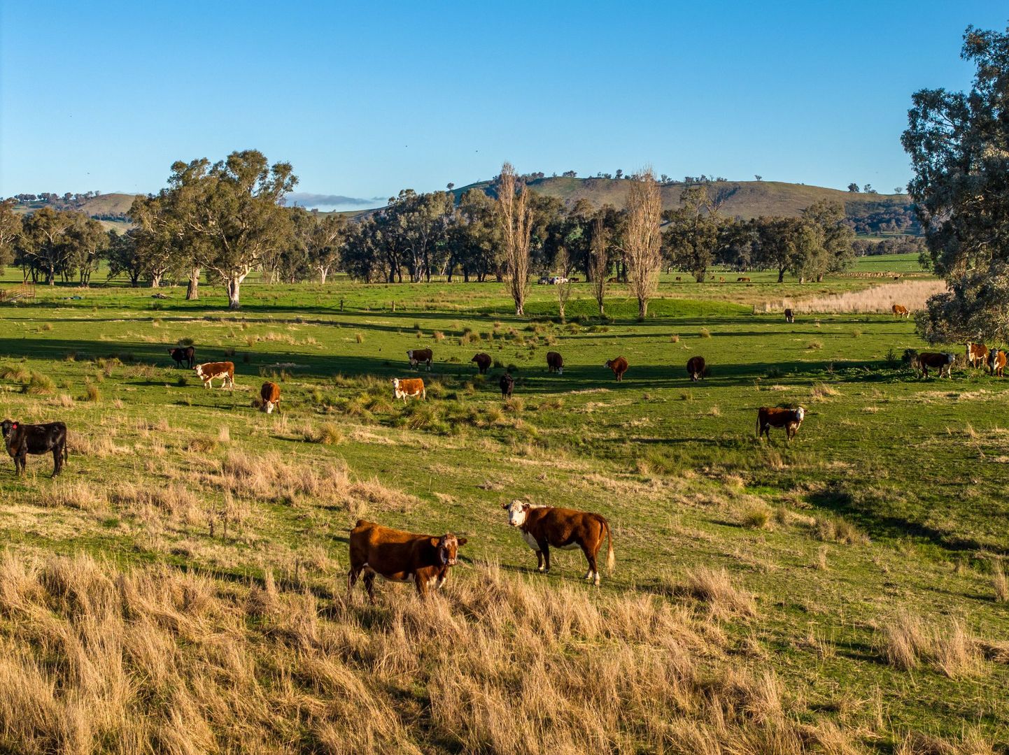 Spring Valley Road, Mountain Creek NSW 2644, Image 1