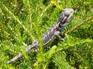 Additional image 70 of 68 Freebairn Road, Quorn SA 5433