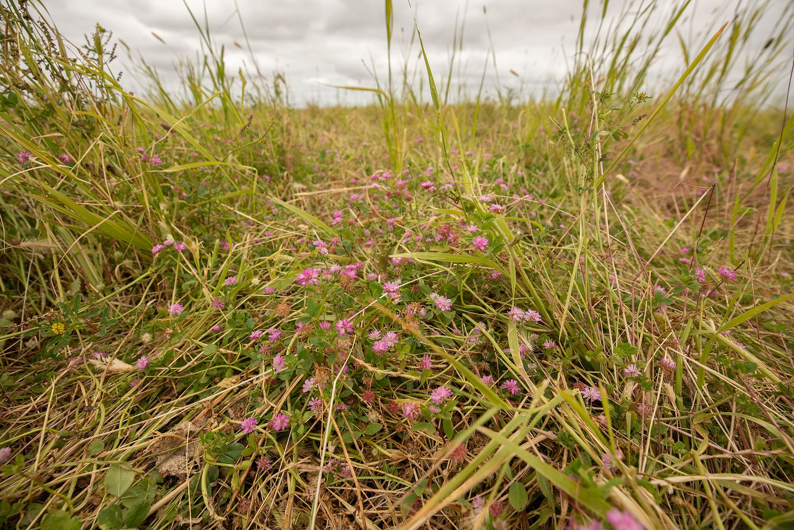 Lot 177 Avenue Range Road, Avenue Range SA 5273, Image 1