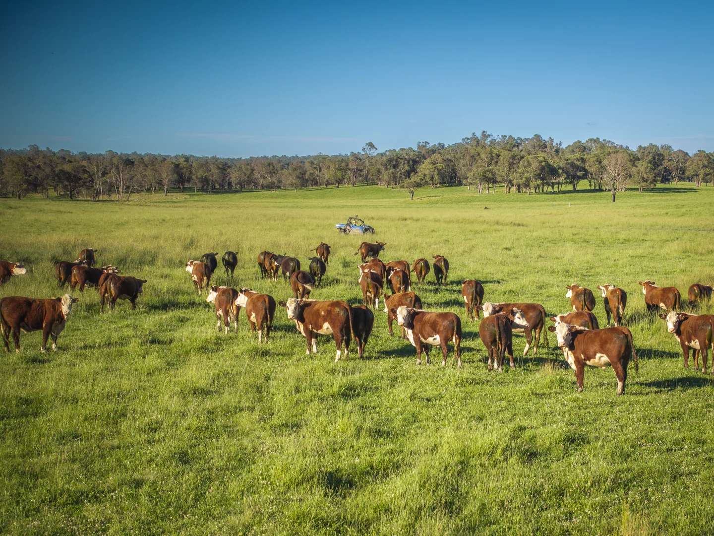 Additional image 5 of 161 Hickeys Road, Wongwibinda NSW 2350