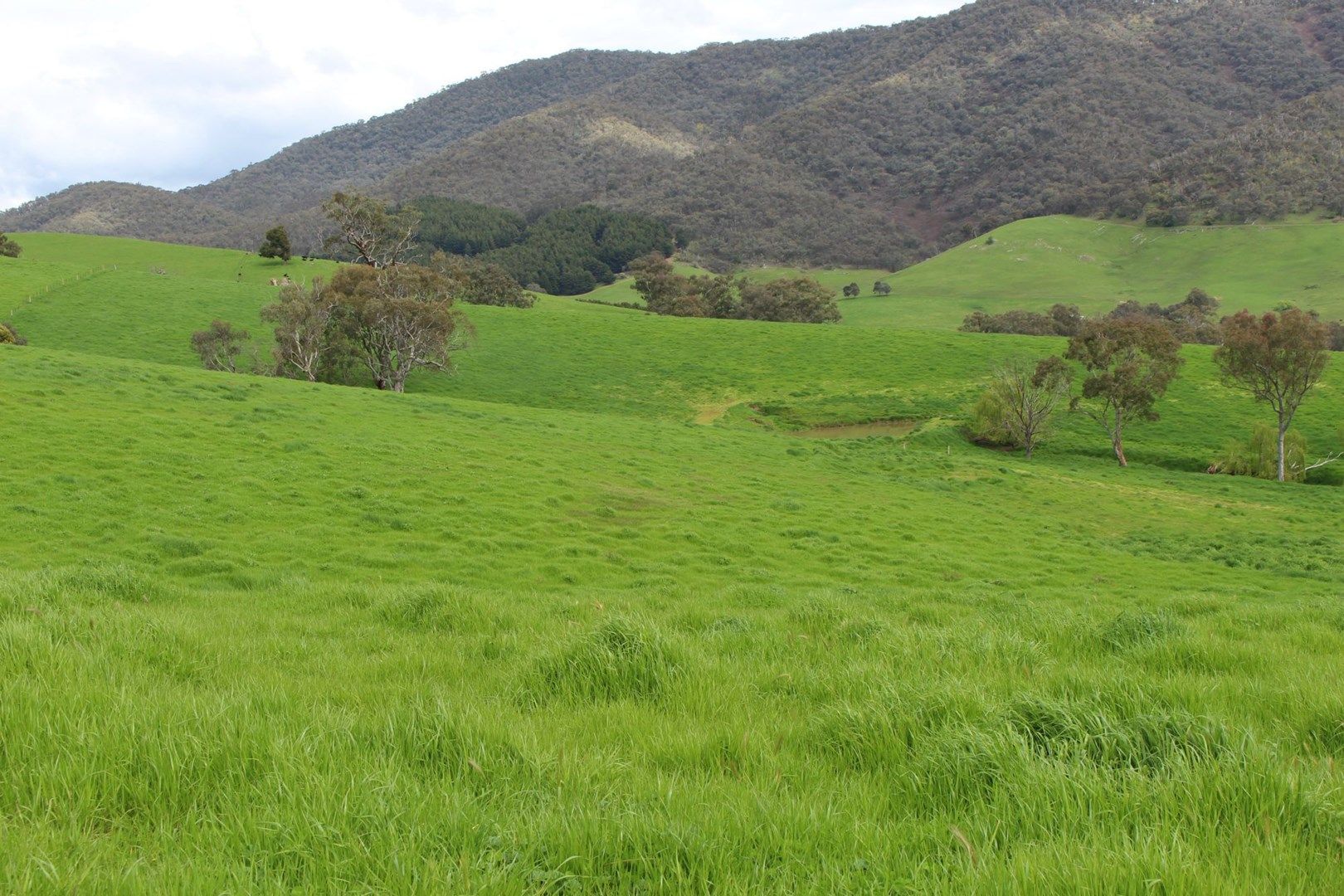 Proposed Lot 13 Evans Road, Cudgewa VIC 3705, Image 0