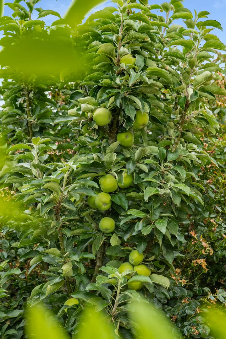 Image 27