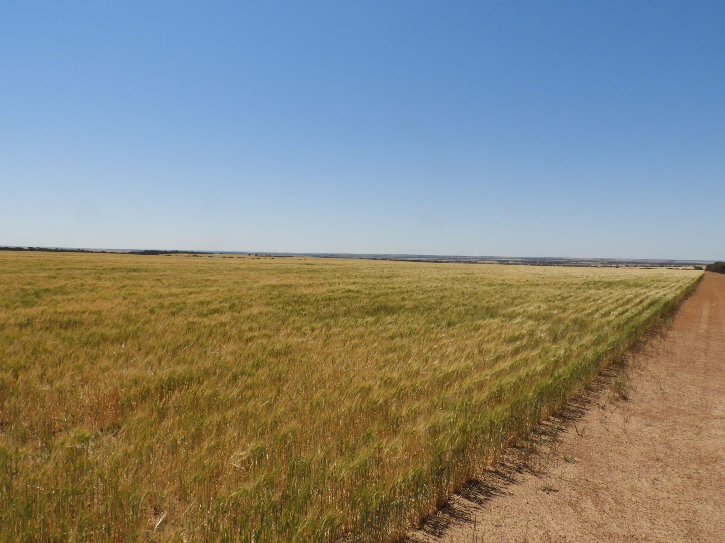 EDL Farms, Lake Magenta, Newdegate WA 6355, Image 2