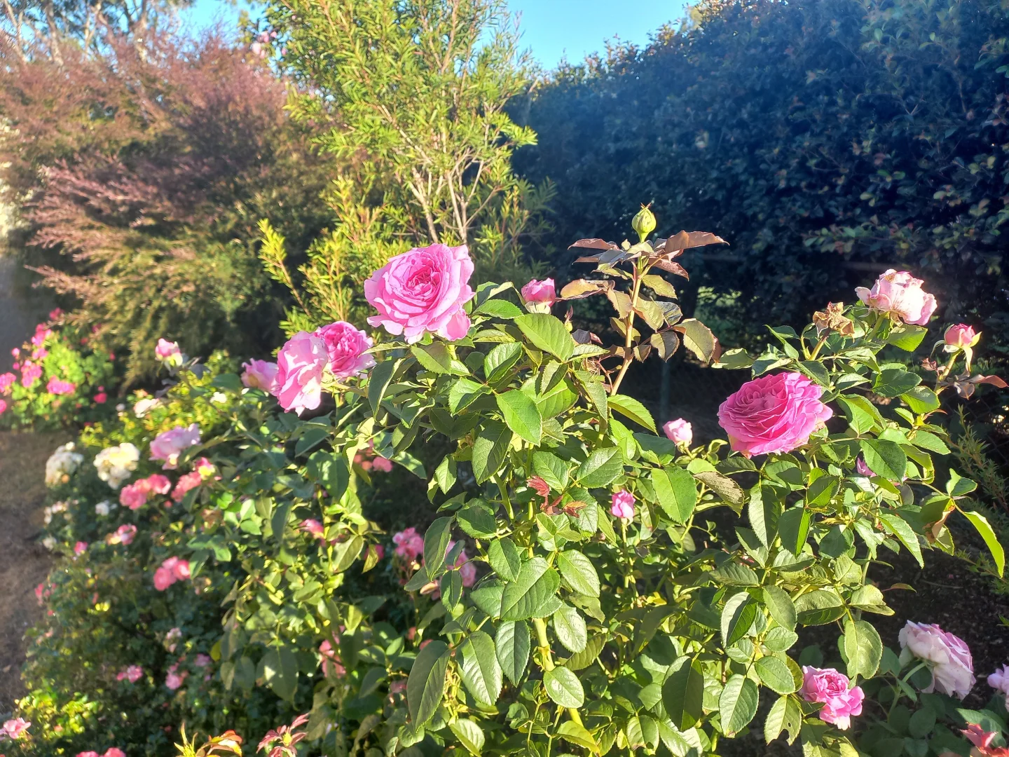 Additional image 27 of 10 Perseverance Dam Road, Crows Nest QLD 4355