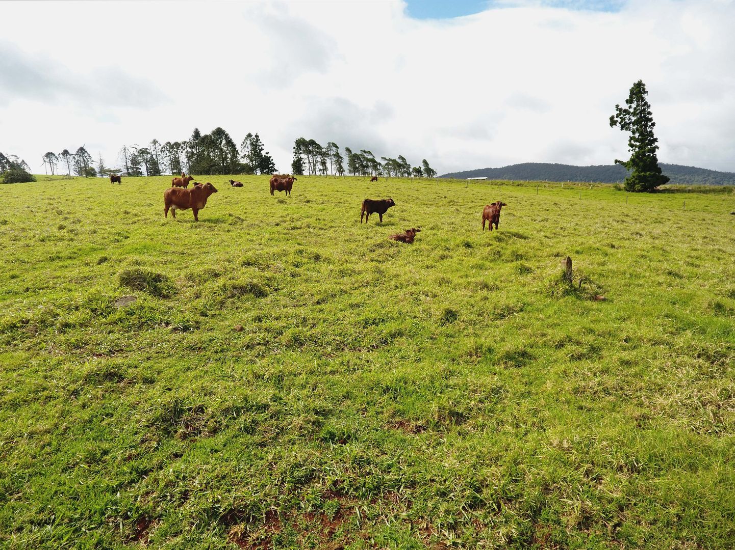 Ravenshoe QLD 4888, Image 1